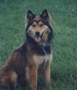 pple Valley Animal Hospital: Hendersonville, NC - Kelsey. pple Valley Animal Hospital: Hendersonville, NC - Kelsey.