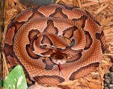 Copperhead