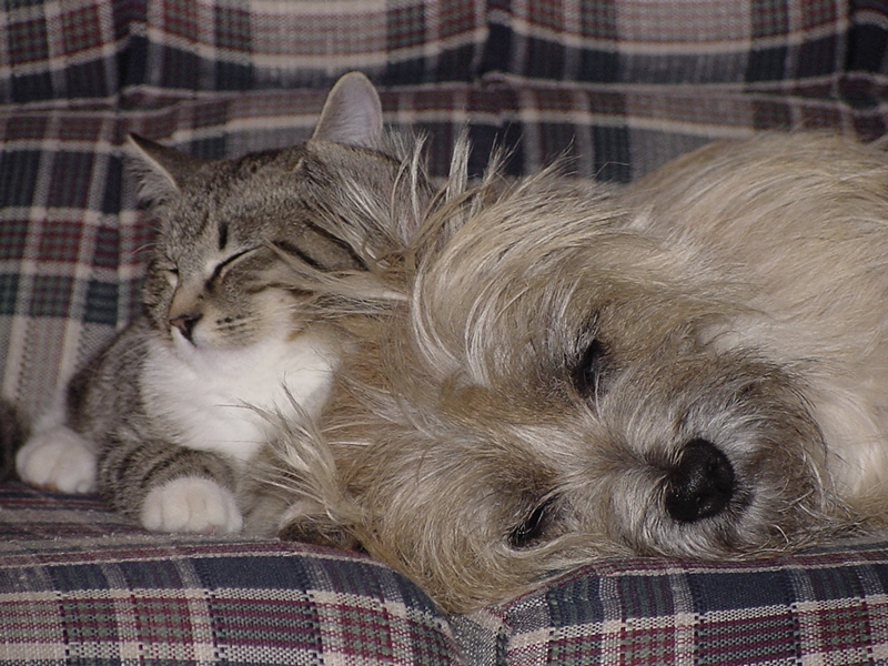 Cat and Dog - Apple Valley Animal Hospital - Hendersonville, NC Cat and Dog - Apple Valley Animal Hospital - Hendersonville, NC