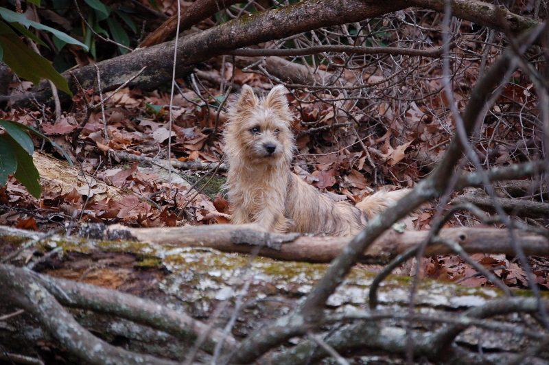 Dogs love to explore!