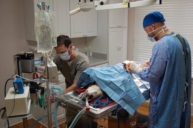 Apple Valley Animal Hospital, Hendersonville, NC: Dr. McKee in Surgery Apple Valley Animal Hospital, Hendersonville, NC: Dr. McKee in Surgery