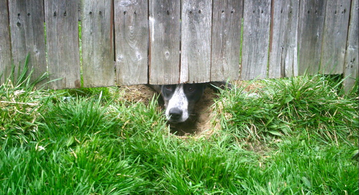 Pet Proofing Your Yard - Apple Valley Animal Hospital - Hendersonville, NC Pet Proofing Your Yard - Apple Valley Animal Hospital - Hendersonville, NC