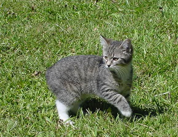 Edie - Apple Valley Animal Hospital - Hendersonville, NC Edie - Apple Valley Animal Hospital - Hendersonville, NC