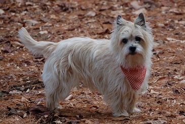 pple Valley Animal Hospital: Hendersonville, NC - Senior Care Information. pple Valley Animal Hospital: Hendersonville, NC - Senior Care Information.