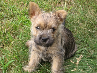 pple Valley Animal Hospital: Hendersonville, NC - Puppy Basics. pple Valley Animal Hospital: Hendersonville, NC - Puppy Basics.