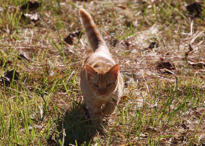 Feline Care - Apple Valley Animal Hospital - Hendersonville, NC