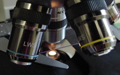 Microscope - Cytology - Apple Valley Animal Hospital - Hendersonville, NC Microscope - Cytology - Apple Valley Animal Hospital - Hendersonville, NC