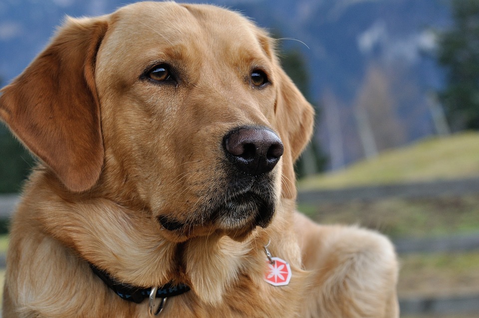 Canine Topical Library - Apple Valley Animal Hospital - Hendersonville, NC