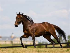 Apple Valley Equine