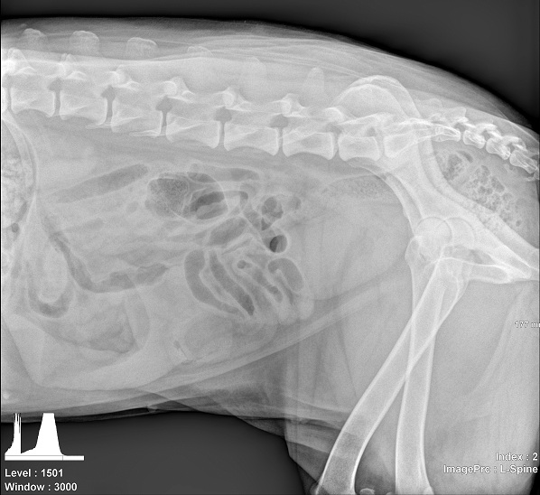 Radiogrpahy - Apple Valley Animal Hospital - Hendersonville, NC Radiogrpahy - Apple Valley Animal Hospital - Hendersonville, NC