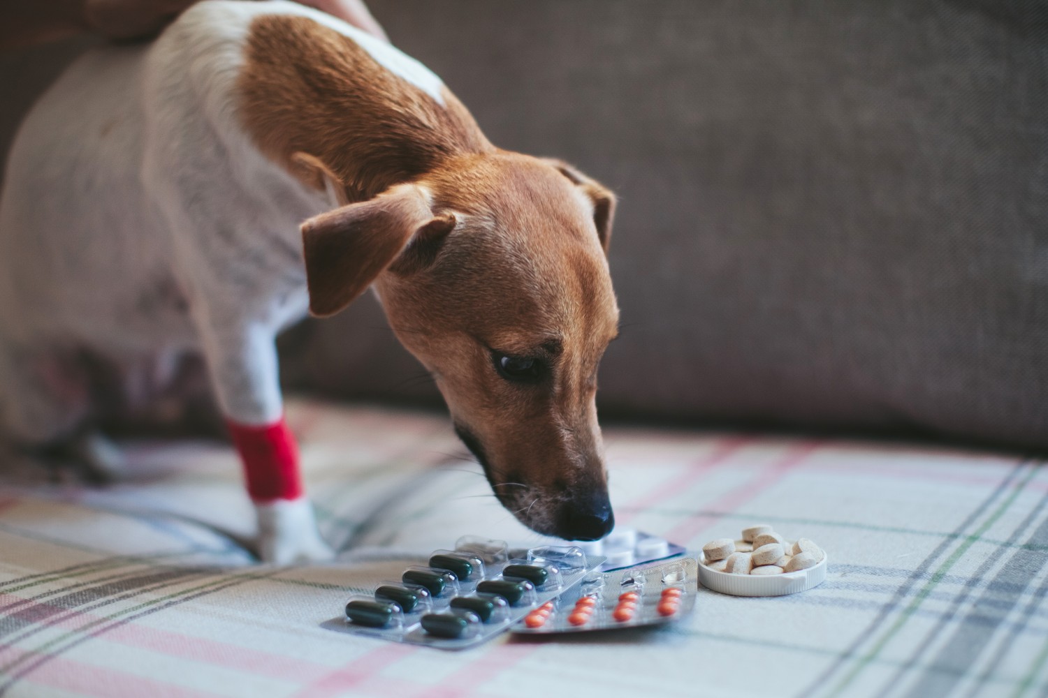 Allergy and Treatment - Apple Valley Animal Hospital - Hendersonville, NC Allergy and Treatment - Apple Valley Animal Hospital - Hendersonville, NC