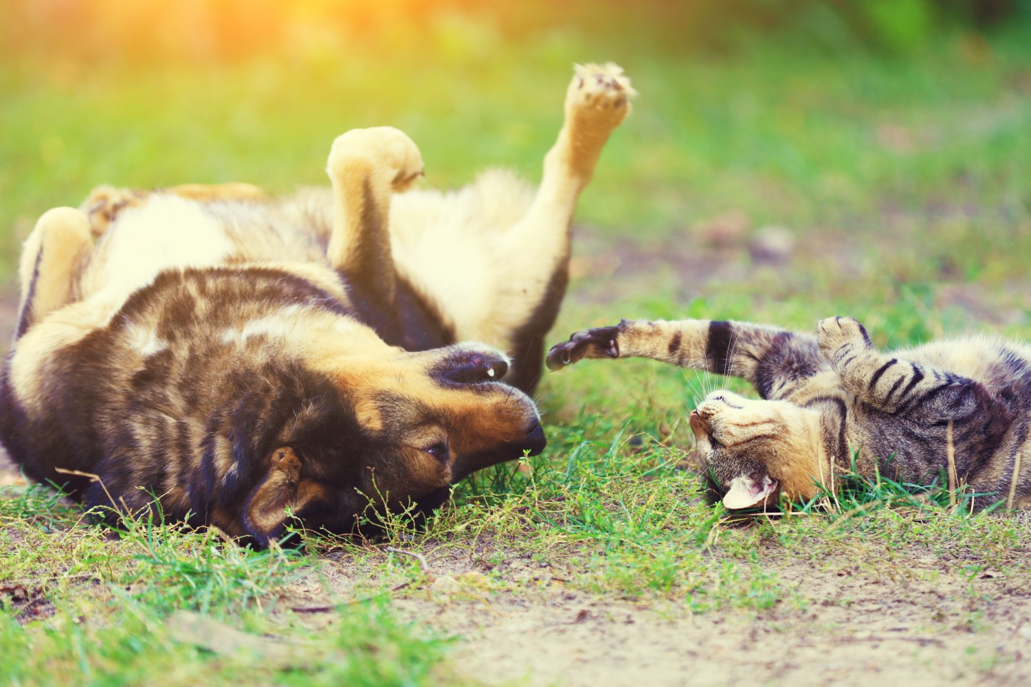 Dog picture